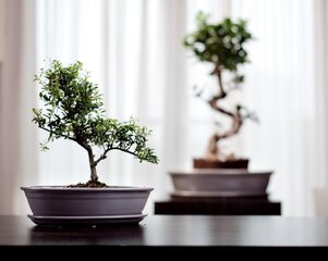 Keramikas puķu pods Bonsai, 25x18x6 cm цена и информация | Вазоны | 220.lv