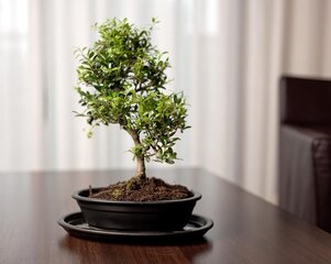 Керамический горшок Bonsai, 25x18 x 6 см цена и информация | Вазоны | 220.lv