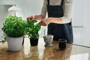 Luminiscences stāvlampa augu audzēšanai Ledvance cena un informācija | Diedzēšanas trauki, augu lampas | 220.lv