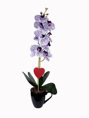 Mākslīgā orhideja Marija, 50 cm cena un informācija | Mākslīgie ziedi | 220.lv