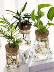 Прозрачная ваза для гидропонных растений, Electronics LV-253, 1 шт цена и информация | Вазы | 220.lv