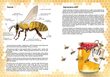 No kurienes nāk medus? cena un informācija | Bērnu grāmatas | 220.lv