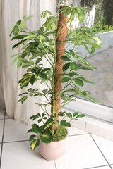 Kokosriekstu nūja augu atbalstam 140704, 1,5 m cena un informācija | Ziedu statīvi, puķu podu turētāji | 220.lv