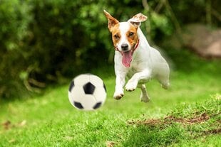 Futbola bumba suņiem Happet Z586, 9cm cena un informācija | Suņu rotaļlietas | 220.lv
