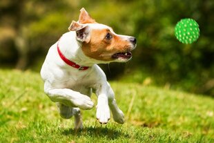 Rotaļu bumba suņiem Happet, 72mm, zaļa cena un informācija | Suņu rotaļlietas | 220.lv