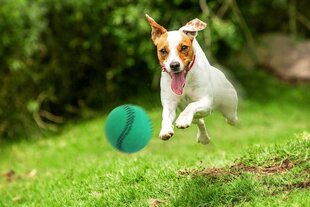 Игрушка бейсбольный мяч Happet 40 мм зеленый цена и информация | Игрушки для собак | 220.lv