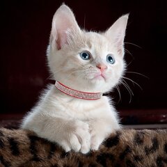 Ошейник для кошки с блестящими камнями ToParts4u, розовый цена и информация | Поводки и ошейники для кошек | 220.lv
