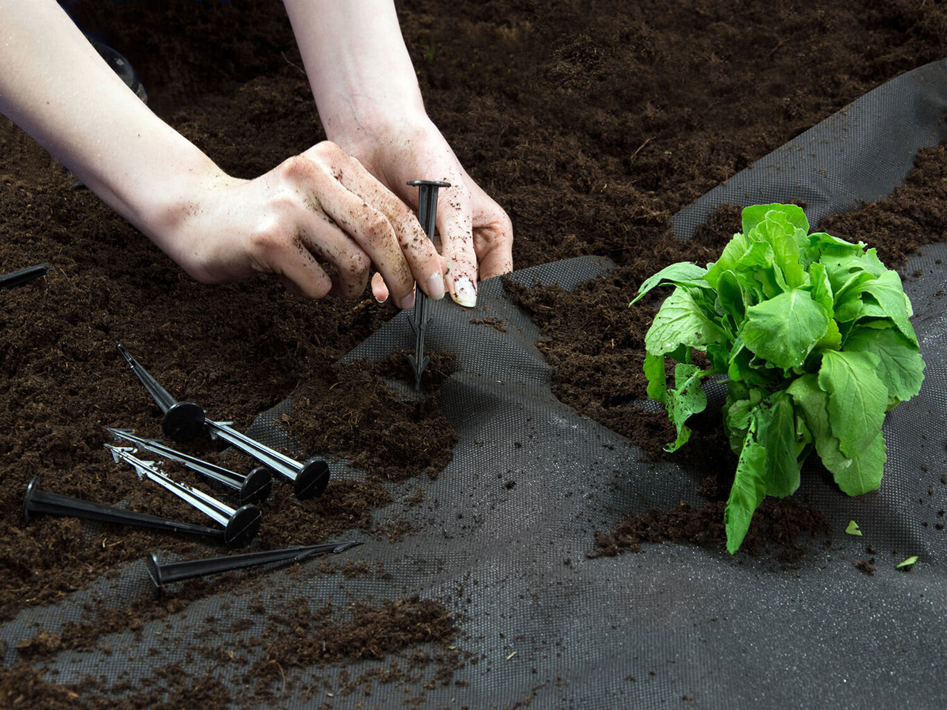 Agroplēve, 0,8 m x 100 m, melna cena un informācija | Dārza instrumenti | 220.lv