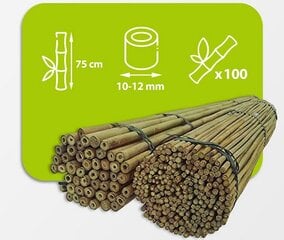 Bambusa nūjas, 75 cm x 10–12 mm, 100 gab. cena un informācija | Ziedu statīvi, puķu podu turētāji | 220.lv