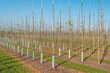 Bambusa nūjas, 60 cm x 10/12 mm, 25 gab. цена и информация | Ziedu statīvi, puķu podu turētāji | 220.lv