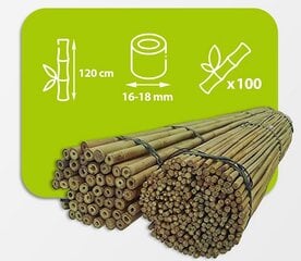 Bambusa nūjas, 120 cm x 16/18 mm, 100 gab. cena un informācija | Ziedu statīvi, puķu podu turētāji | 220.lv