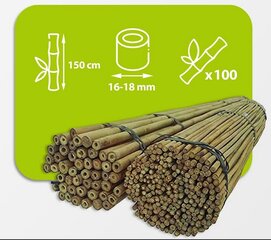 Bambusa nūjas, 150 cm x 16/18 mm, 100 gab. cena un informācija | Ziedu statīvi, puķu podu turētāji | 220.lv