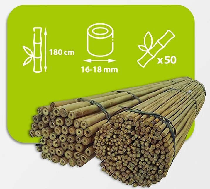 Bambusa nūjas, 180cm x 16/18 mm, 50 gab. цена и информация | Ziedu statīvi, puķu podu turētāji | 220.lv