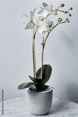 Bambusa adatas, 25 cm x 3 mm, 500 gab. cena un informācija | Ziedu statīvi, puķu podu turētāji | 220.lv