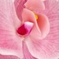 Mākslīgie dekoratīvie ziedi Springos HA7426 cena un informācija | Mākslīgie ziedi | 220.lv