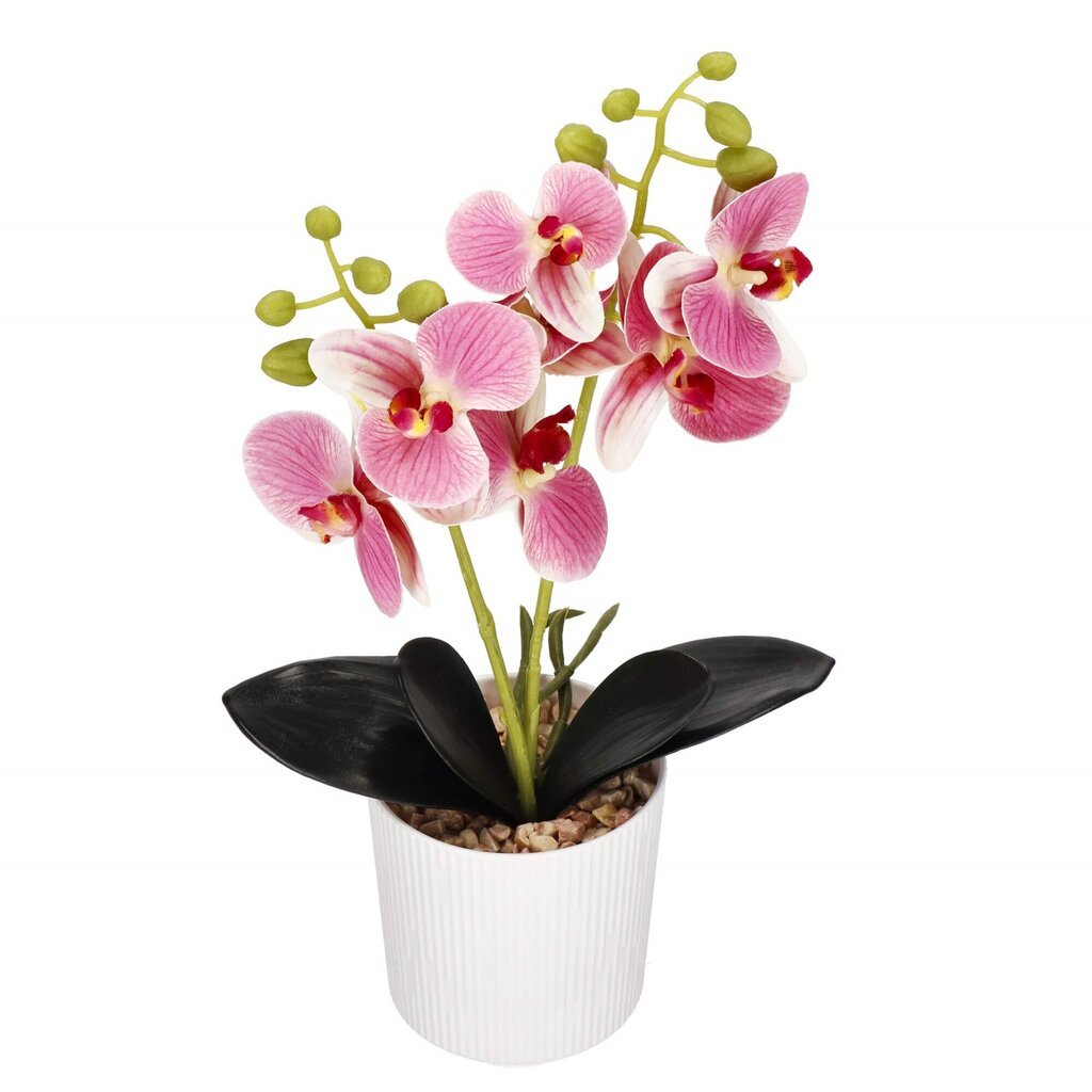 Mākslīgā orhideja Springos HA7424 cena un informācija | Mākslīgie ziedi | 220.lv