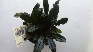 Bucephalandra sp. Blue Green - dzīvs akvārija augs цена и информация | Аквариумные растения и декорации | 220.lv