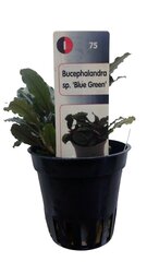 Bucephalandra sp. Blue Green - dzīvs akvārija augs цена и информация | Аквариумные растения и декорации | 220.lv