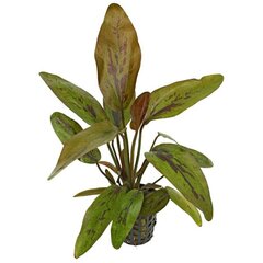 Echinodorus Atlandsberg - dzīvs akvārija augs cena un informācija | Akvārija augi, dekori | 220.lv