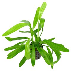Echinodorus uruguayensis — dzīvs akvārija augs cena un informācija | Akvārija augi, dekori | 220.lv