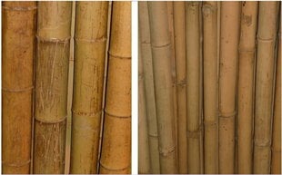 Dekoratīvais bambuss, 180 cm, 60-70 mm cena un informācija | Ziedu statīvi, puķu podu turētāji | 220.lv