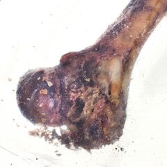 Petmex Ham bone kauls, 1 gab. цена и информация | Лакомства для собак | 220.lv