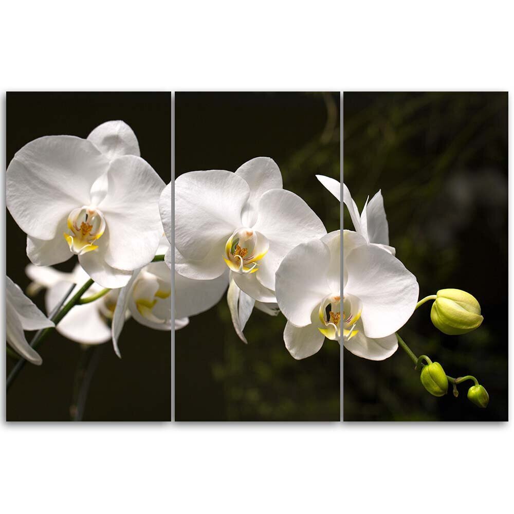 Trīs daļu glezna Orhideja cena un informācija | Gleznas | 220.lv