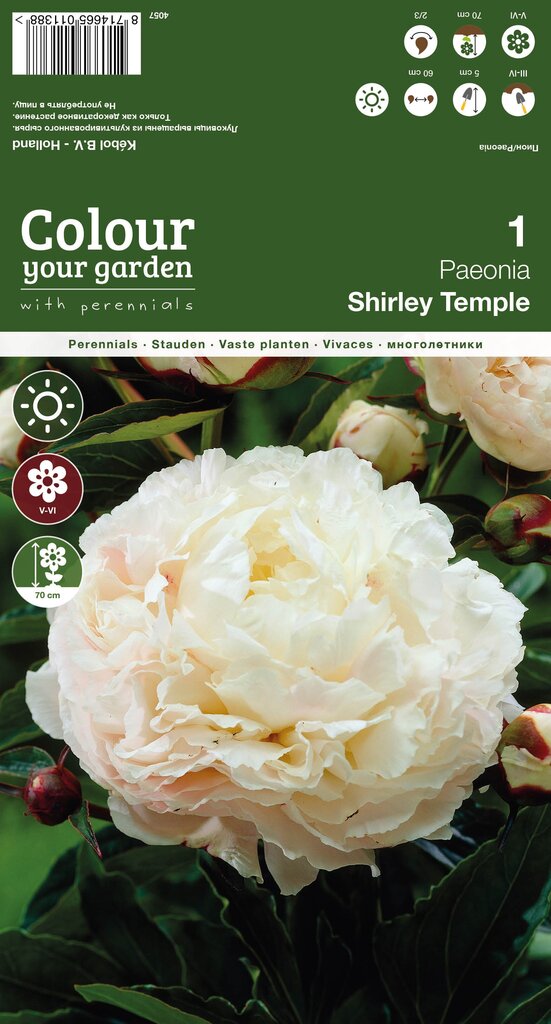 Peonijas Shirley Temple цена и информация | Sīpolpuķes | 220.lv