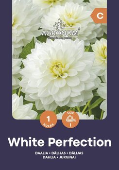 Dālijas White Perfection цена и информация | Луковичные цветы | 220.lv