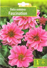 Dālijas Fascination цена и информация | Луковичные цветы | 220.lv