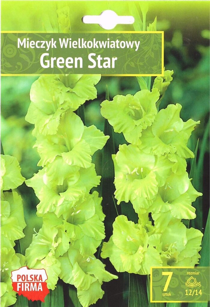 Gladiolas Green Star цена и информация | Sīpolpuķes | 220.lv