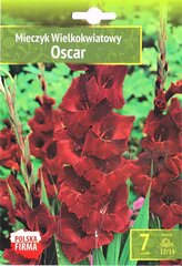 Gladiolas Oscar цена и информация | Луковичные цветы | 220.lv