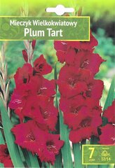Gladiolas Plum Tart цена и информация | Луковичные цветы | 220.lv