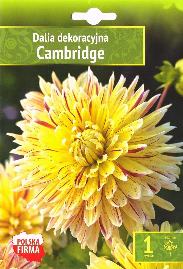 Dālijas Cambridge цена и информация | Sīpolpuķes | 220.lv