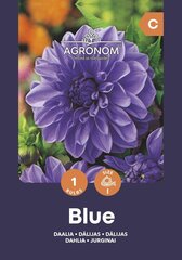Dālijas Blue цена и информация | Луковичные цветы | 220.lv