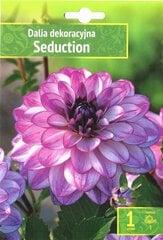 Dālijas Seduction цена и информация | Луковичные цветы | 220.lv