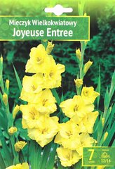 Gladiolas Joyeuse Entree cena un informācija | Sīpolpuķes | 220.lv