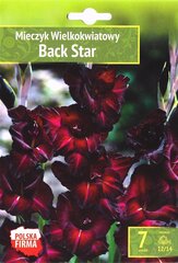 Gladiolas Back Star цена и информация | Луковичные цветы | 220.lv
