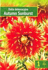 Dālijas Autumn Sunburst cena un informācija | Sīpolpuķes | 220.lv