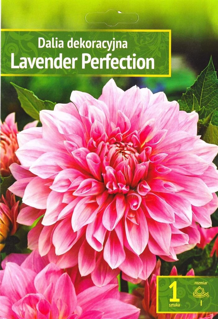 Dālijas Lavender Perfection цена и информация | Sīpolpuķes | 220.lv