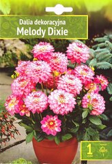 Dālijas Melody Dixie cena un informācija | Sīpolpuķes | 220.lv