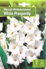 Gladiolas White Prosperity цена и информация | Луковичные цветы | 220.lv