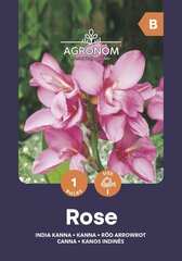 Kanna Rose цена и информация | Луковичные цветы | 220.lv