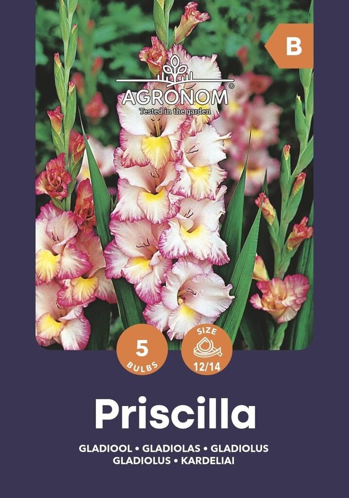 Gladiolas Priscilla cena un informācija | Sīpolpuķes | 220.lv