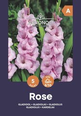 Gladiolas Rose cena un informācija | Sīpolpuķes | 220.lv