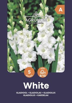 Gladiolas White cena un informācija | Sīpolpuķes | 220.lv