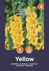 Gladiolas Yellow цена и информация | Луковичные цветы | 220.lv