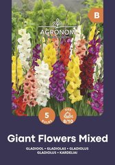 Gladiolas Giant Flowers Mix cena un informācija | Sīpolpuķes | 220.lv