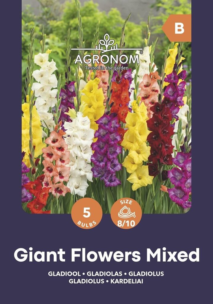 Gladiolas Giant Flowers Mix цена и информация | Sīpolpuķes | 220.lv