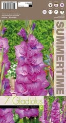 Gladiolas Evident цена и информация | Луковичные цветы | 220.lv